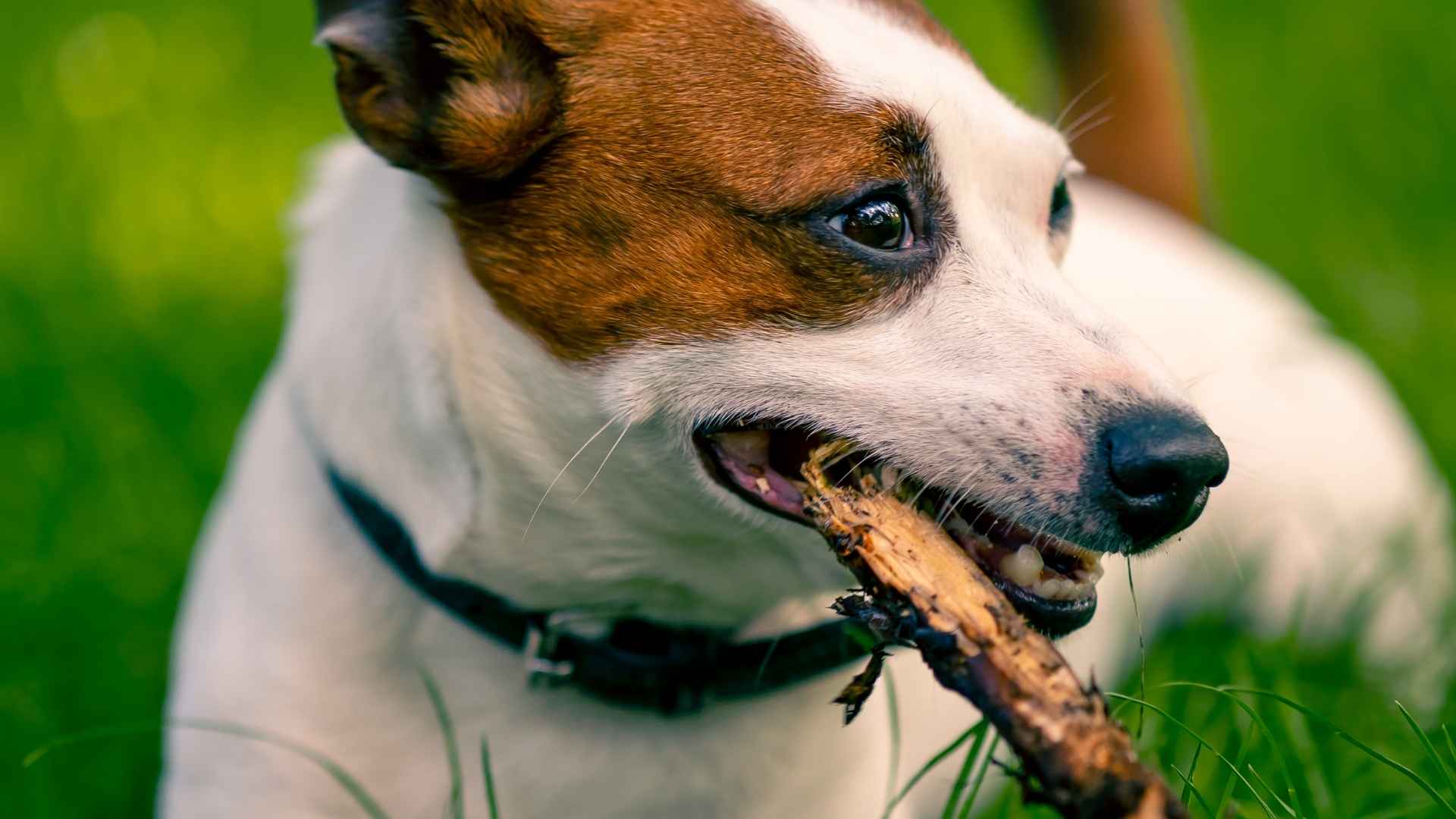 perro masticando un mordedor natural